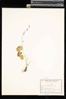 Image representing Saxifraga mertensiana.