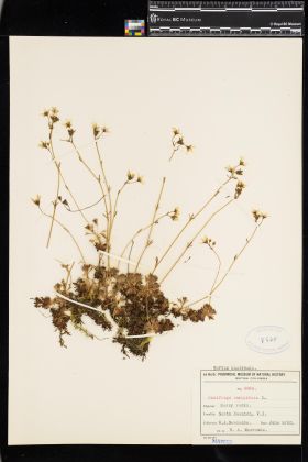 Image representing Saxifraga caespitosa.