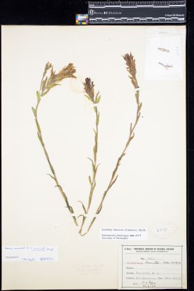 Image representing Castilleja lutescens.