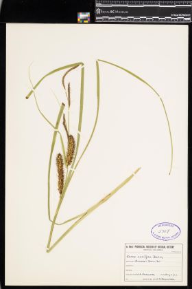 Image representing Carex exsiccata.