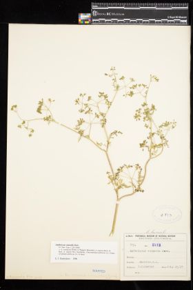 Image representing Anthriscus caucalis.