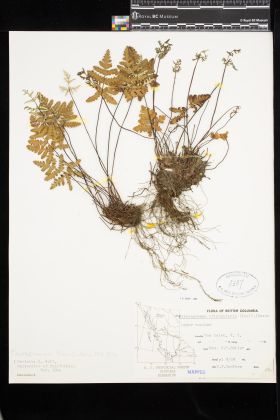 Image representing Pentagramma triangularis.