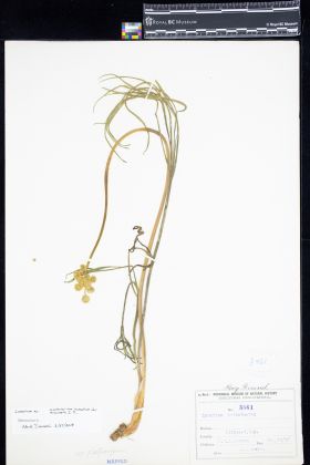 Image representing Lomatium.