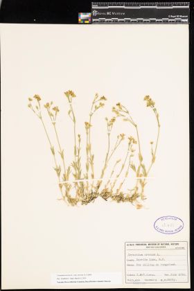 Image representing Cerastium arvense ssp. strictum.