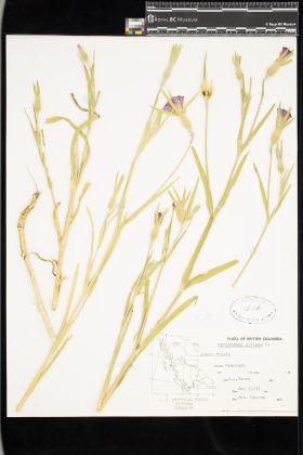 Image representing Agrostemma githago.