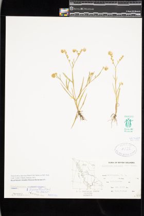 Image representing Plagiobothrys figuratus.