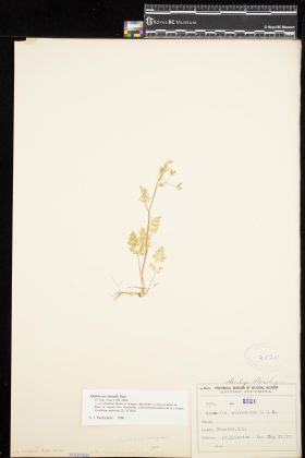 Image representing Anthriscus caucalis.