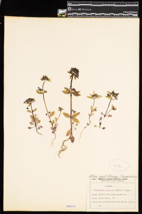 Image representing Collinsia parviflora.