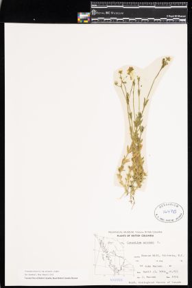 Image representing Cerastium arvense ssp. strictum.