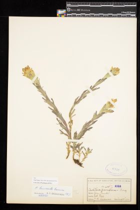 Image representing Castilleja levisecta.