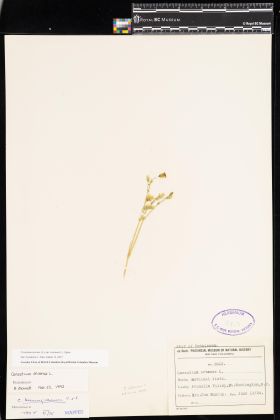 Image representing Cerastium arvense ssp. strictum.