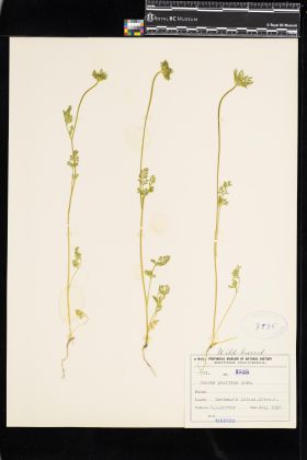 Image representing Daucus pusillus.