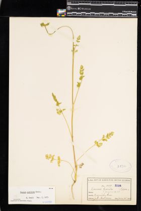 Image representing Daucus pusillus.