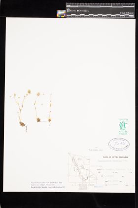 Image representing Plagiobothrys tenellus.