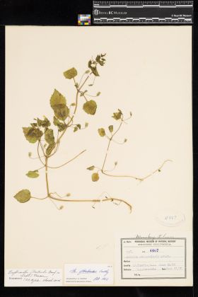 Image representing Erythranthe floribunda.