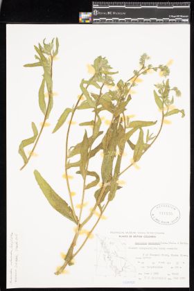 Image representing Draba verna.