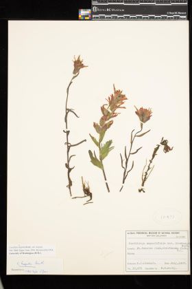 Image representing Castilleja hispida var. hispida.