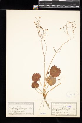 Image representing Saxifraga mertensiana.