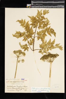 Image representing Conioselinum pacificum.