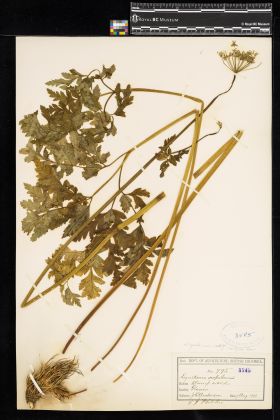 Image representing Chamaenerion latifolium.