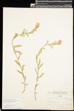 Image representing Castilleja hispida var. hispida.