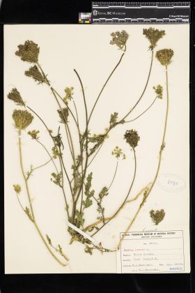 Image representing Daucus carota.