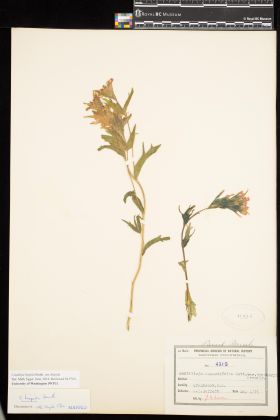 Image representing Castilleja hispida var. hispida.