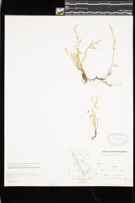 Image representing Plagiobothrys scouleri.