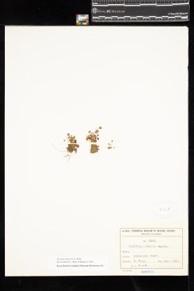 Image representing Saxifraga hyperborea.