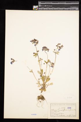 Image representing Collinsia grandiflora.