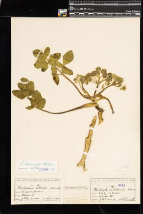 Image representing Glehnia leiocarpa.