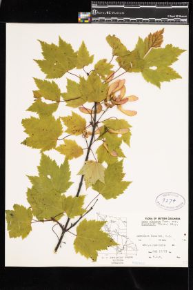 Image representing Acer glabrum var. douglasii.