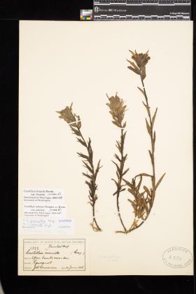 Image representing Castilleja hispida var. hispida.