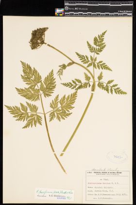 Image representing Conioselinum pacificum.