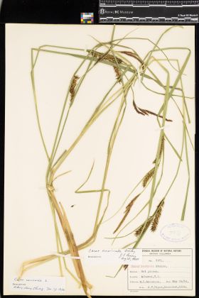 Image representing Carex exsiccata.