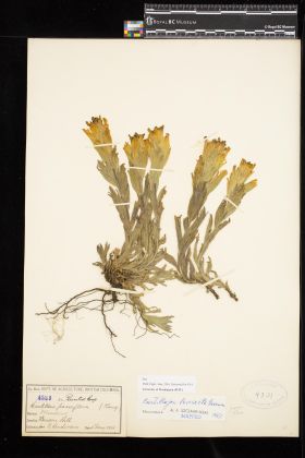 Image representing Castilleja levisecta.