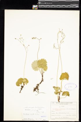 Image representing Saxifraga odontoloma.