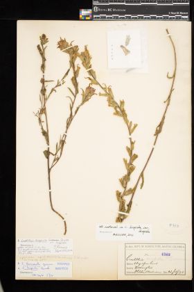 Image representing Castilleja hispida var. hispida.