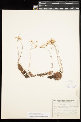 Image representing Saxifraga austromontana.