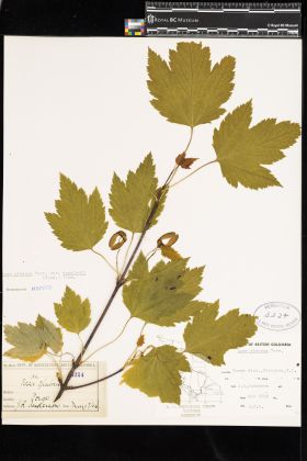 Image representing Acer glabrum var. douglasii.