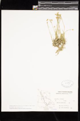 Image representing Eremogone capillaris var. americana.