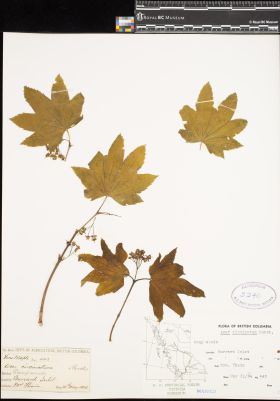 Image representing Acer circinatum.