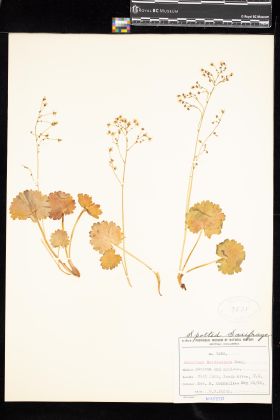 Image representing Saxifraga mertensiana.