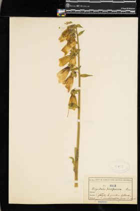 Image representing Digitalis purpurea.