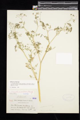 Image representing Anthriscus caucalis.