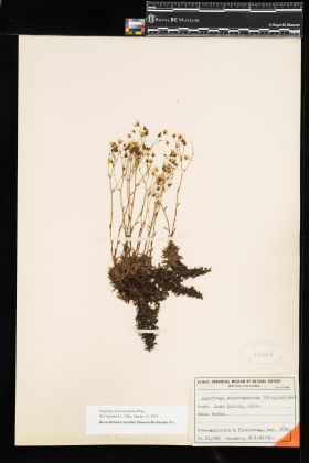 Image representing Saxifraga austromontana.