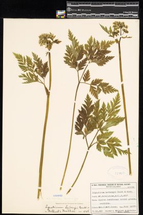 Image representing Ligusticum canbyi.