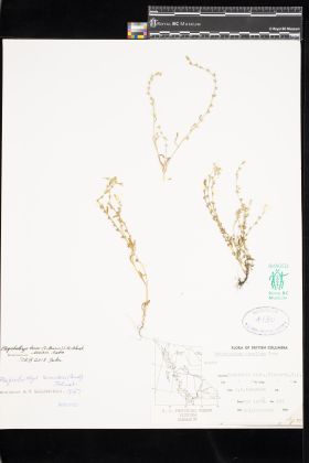 Image representing Plagiobothrys tener.