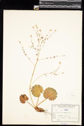 Image representing Saxifraga mertensiana.