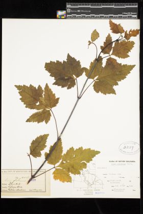 Image representing Acer glabrum.